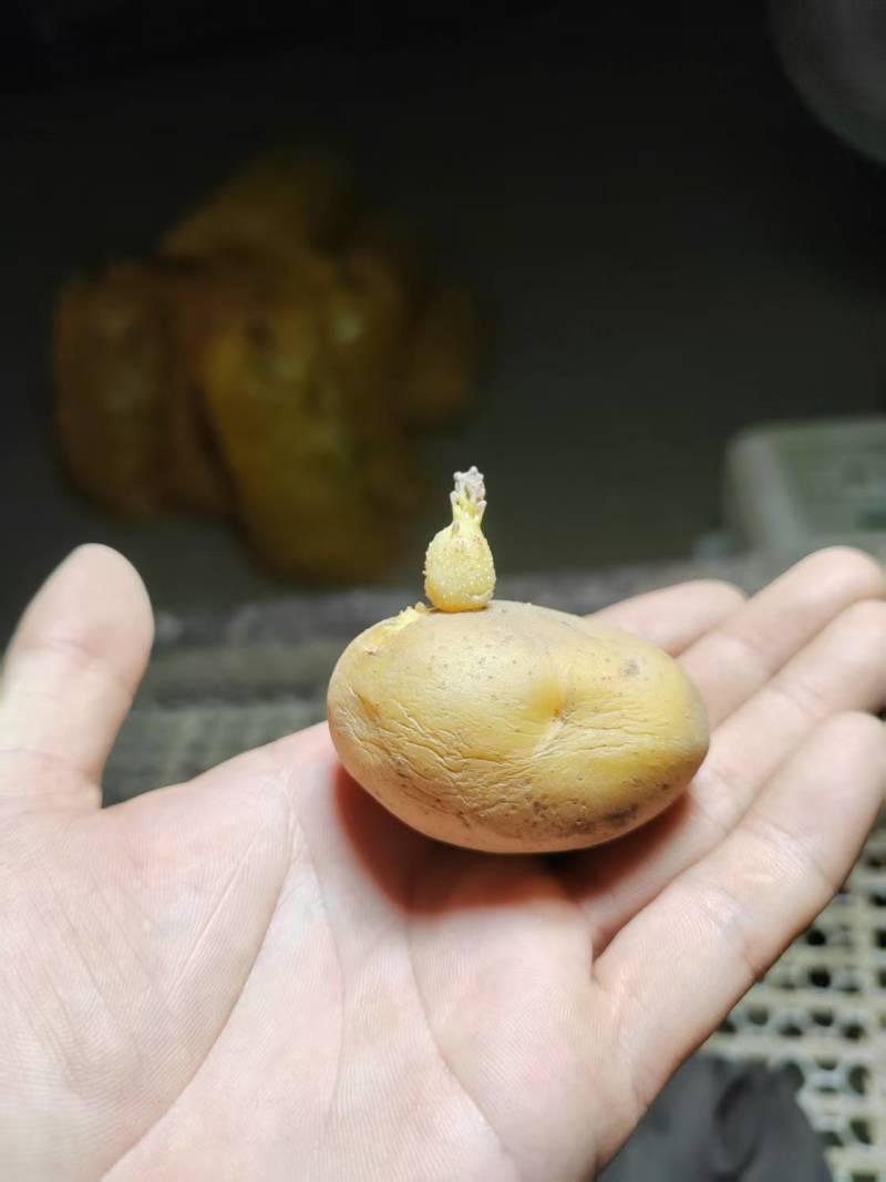 【推荐】黄皮黄心秋冬季土豆种子品质保证诚信为本，欢迎合作