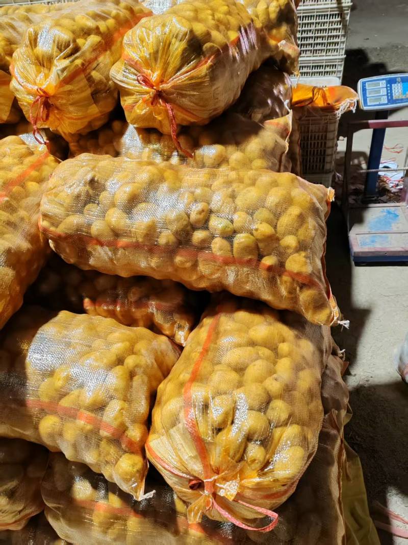 【推荐】黄皮黄心秋冬季土豆种子品质保证诚信为本，欢迎合作