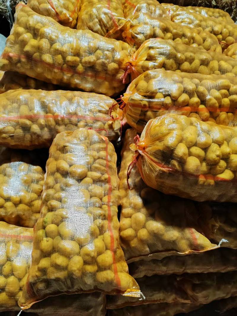 【推荐】黄皮黄心秋冬季土豆种子品质保证诚信为本，欢迎合作