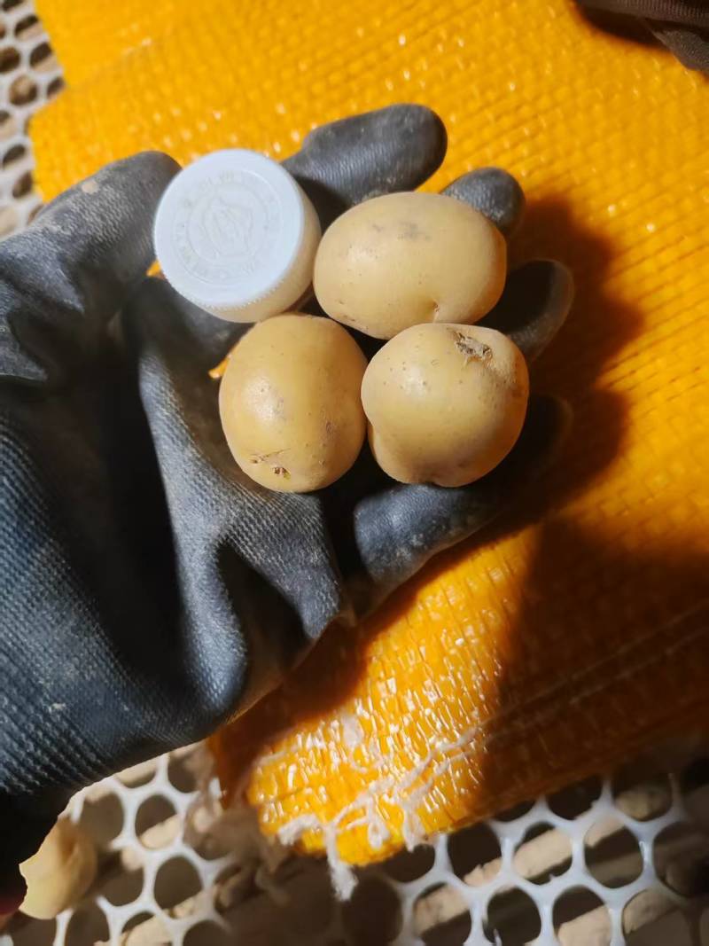 【优选】迷你小土豆，黄皮黄心小土豆，对接市场批发量大从优