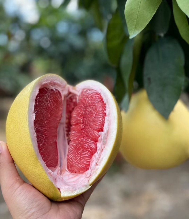 三红柚广西三红柚大量供应提供一条龙服务代发全国市场