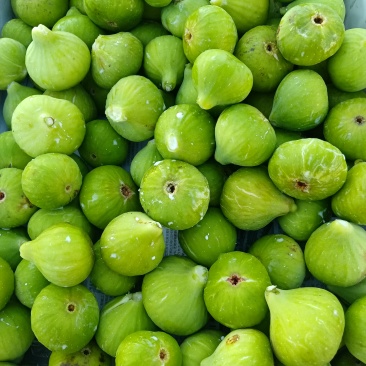 鲜无花果，冷冻无花果