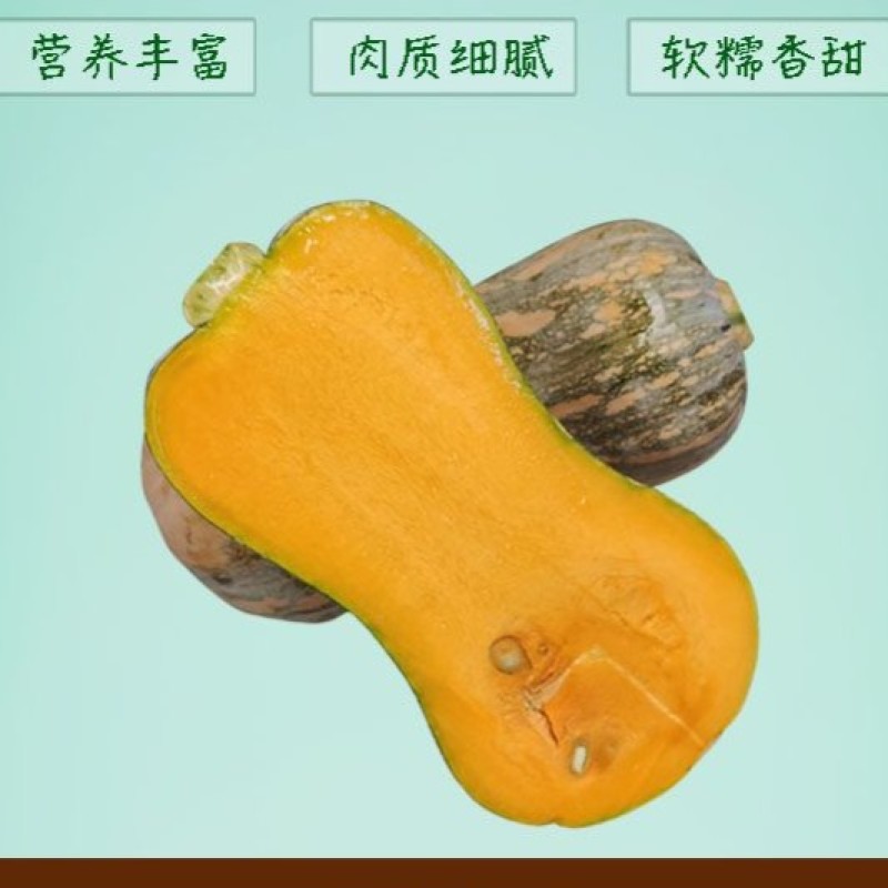 农家蜜本南瓜露天种植