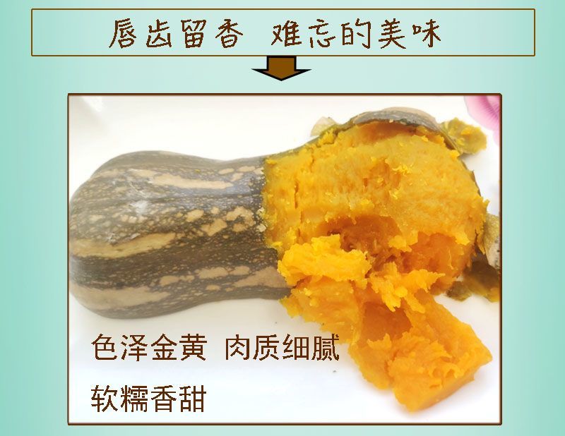 农家蜜本南瓜露天种植