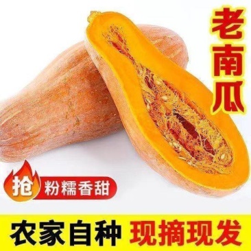 农家蜜本南瓜露天种植