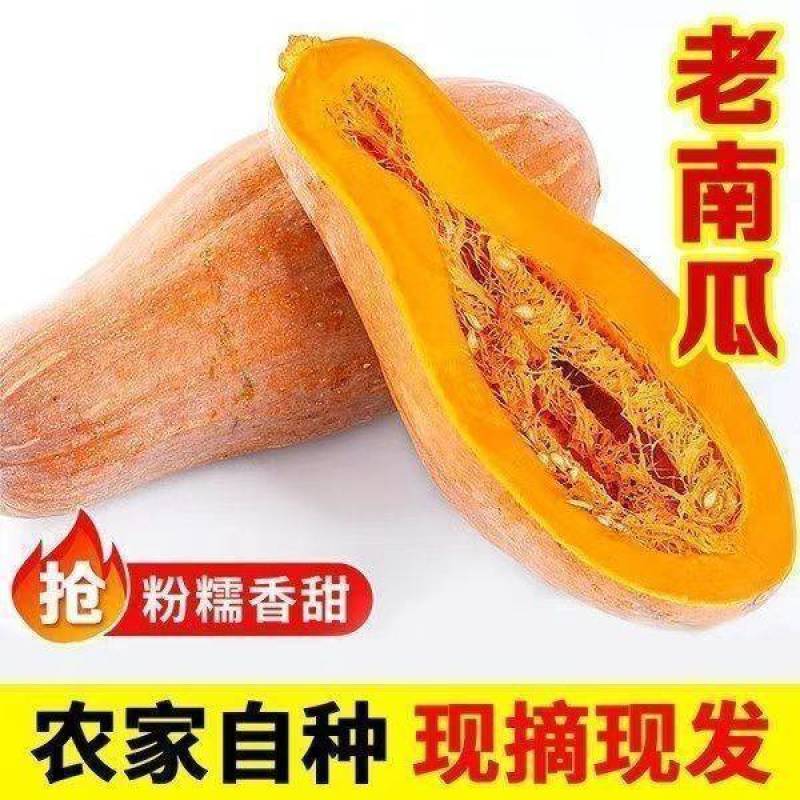 农家蜜本南瓜露天种植
