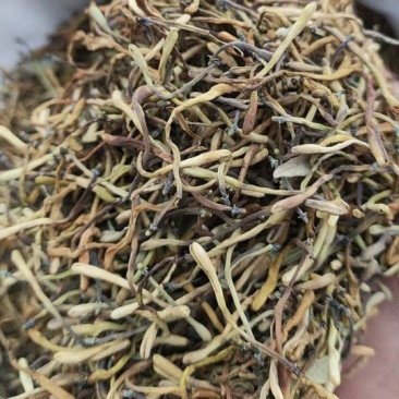 野生金银花