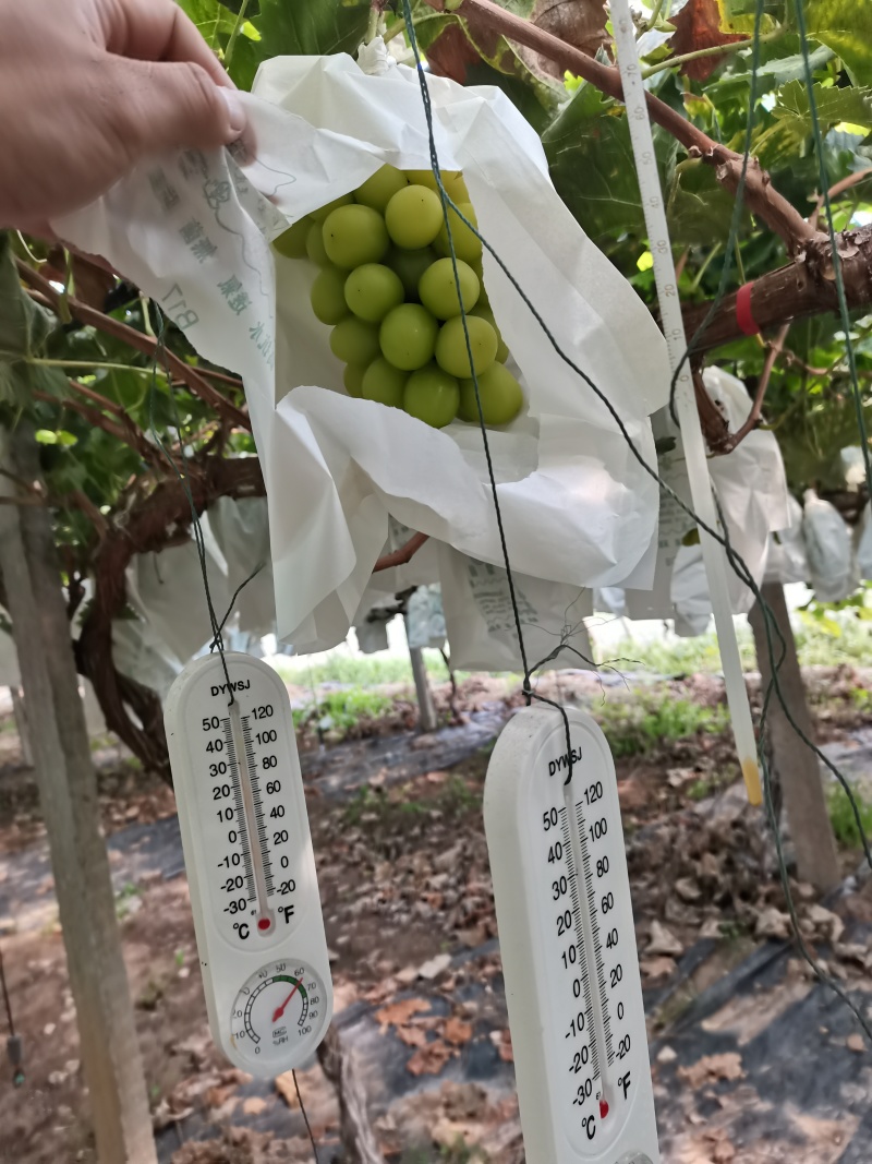 阳光玫瑰精品，批发采购市场等等，货源充足