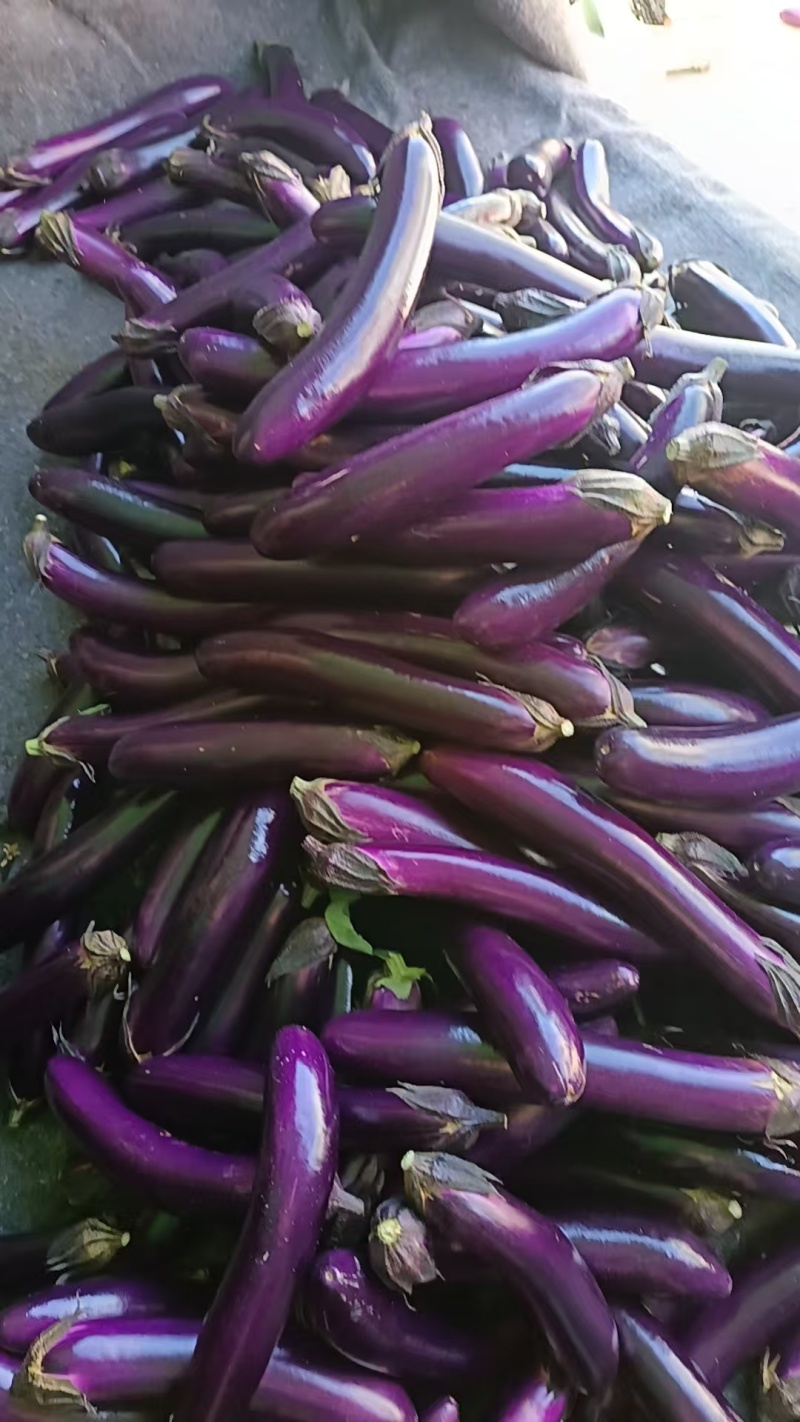 烧烤茄子