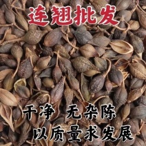 连翘野生中药材正品新货精选连翘无硫烘干批发零售