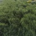 香葱