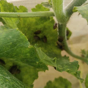 九香虫种苗