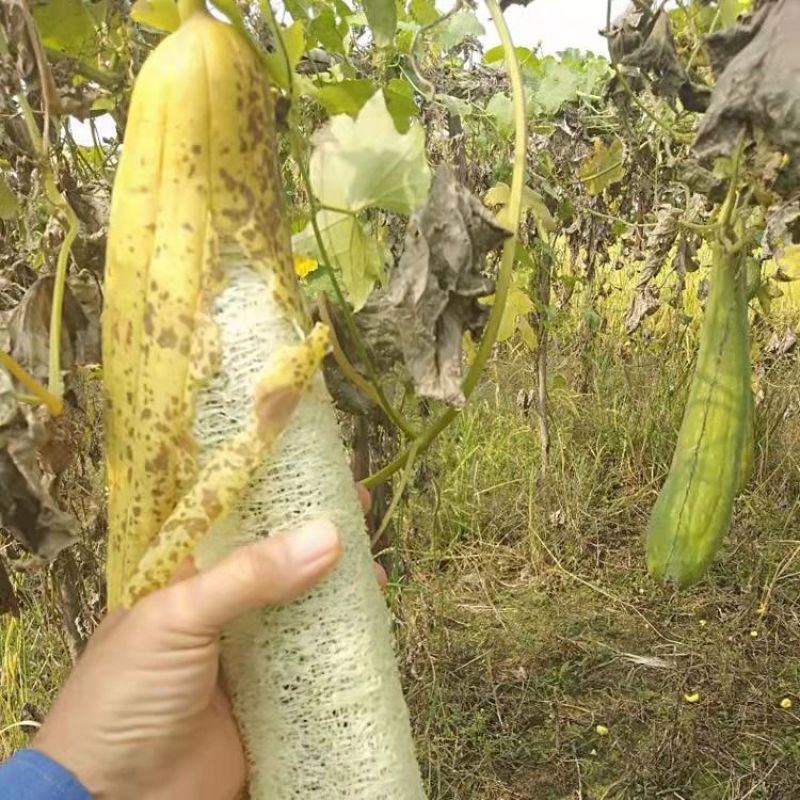 丝瓜络天然***丝瓜瓤洗碗丝厨房刷锅抹布海绵沾油神器