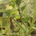 九香虫种苗