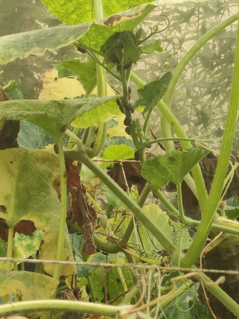 九香虫种苗
