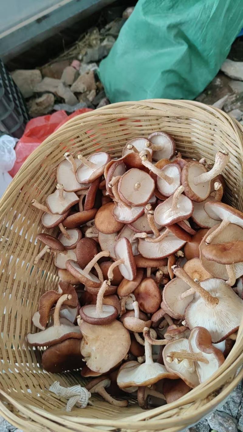 云南新鲜采摘小香蕈产地直销一手货源全国发货欢迎来电订购