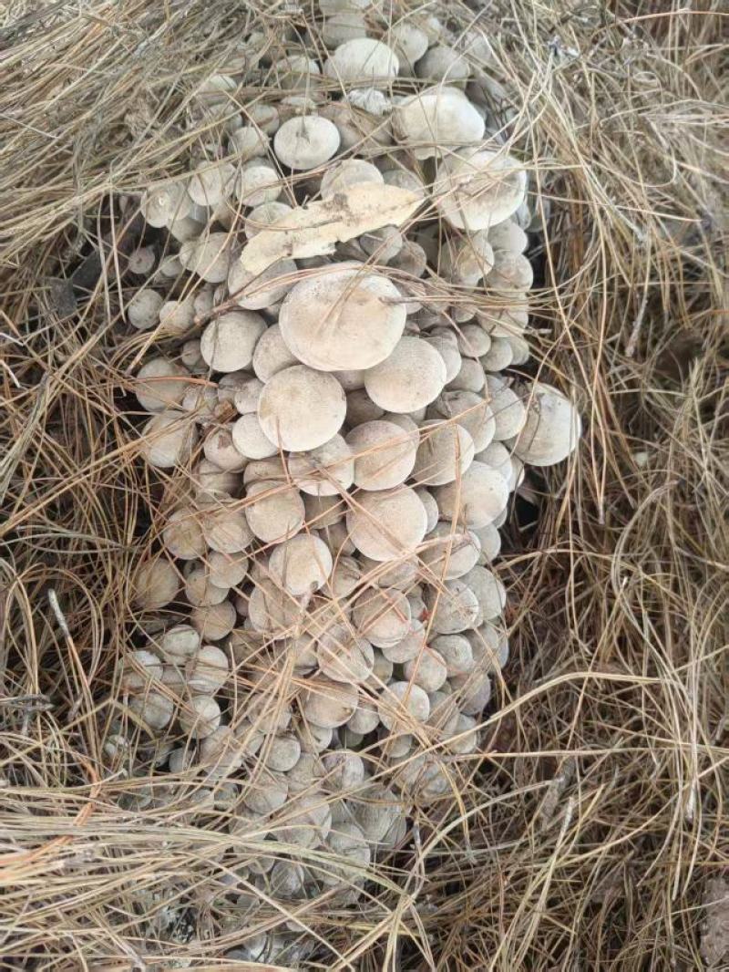 云南仿野生种植，现摘现发产地直供全国发货品质保证欢迎订购