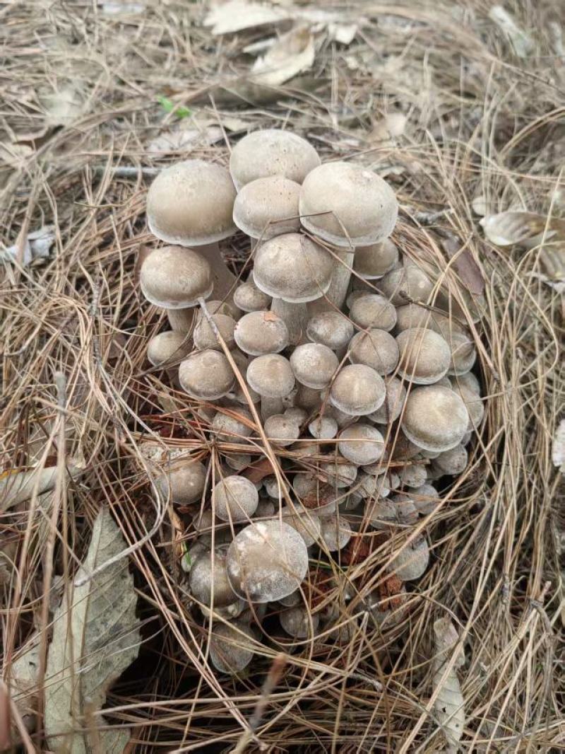 云南仿野生种植，现摘现发产地直供全国发货品质保证欢迎订购