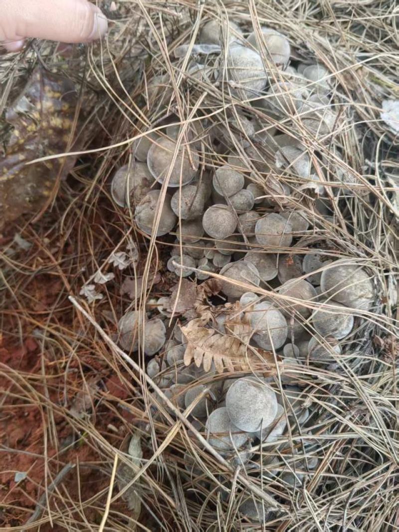云南仿野生种植，现摘现发产地直供全国发货品质保证欢迎订购