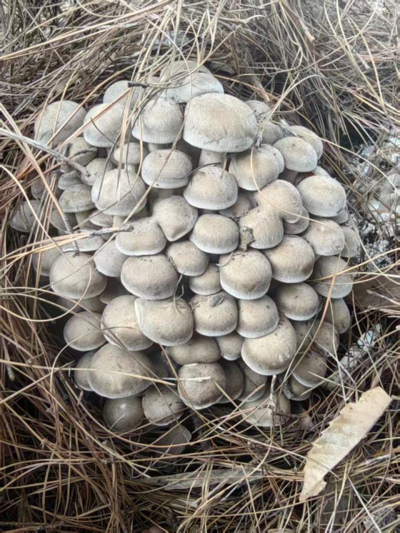 云南仿野生种植，现摘现发产地直供全国发货品质保证欢迎订购