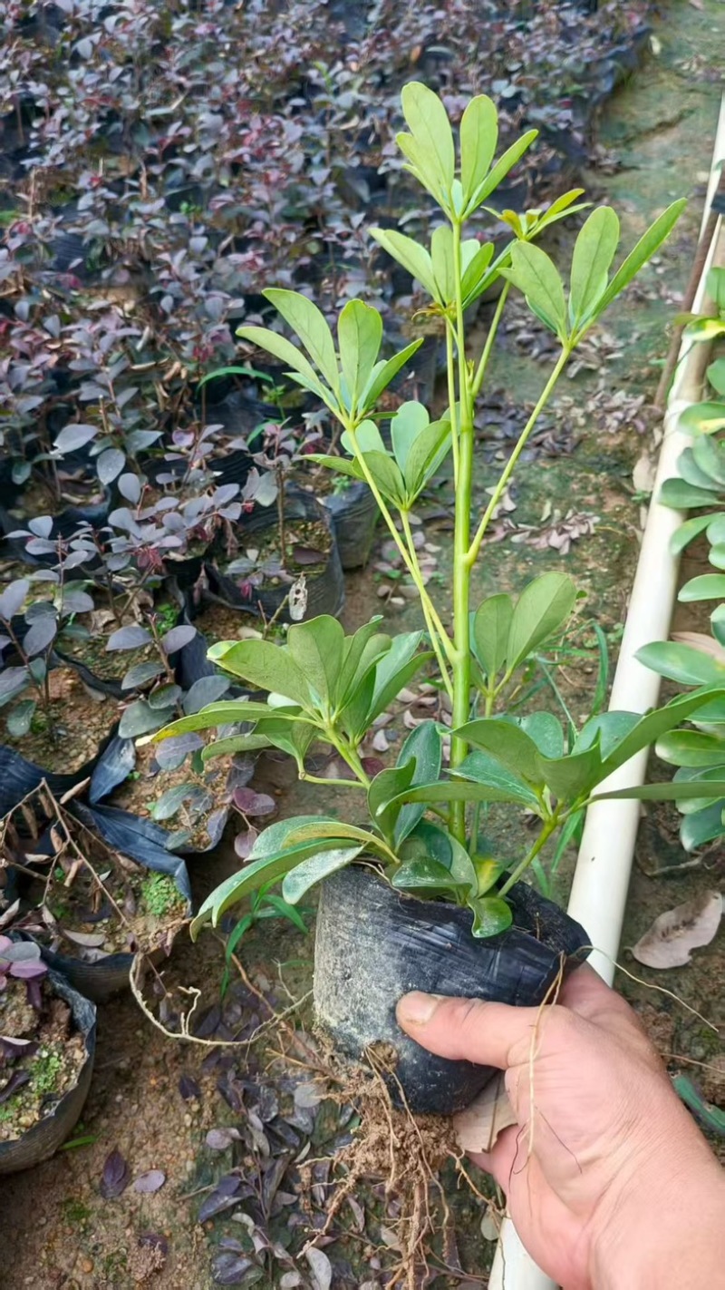 鸭脚木