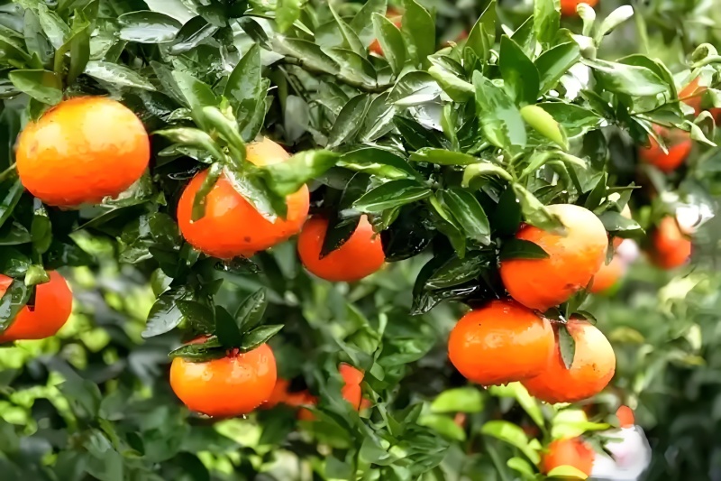 红桔肉质脆嫩、化渣多汁，风味甜浓