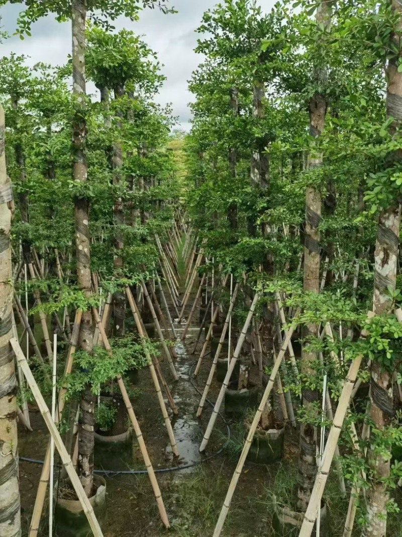 小叶榄仁10-12分