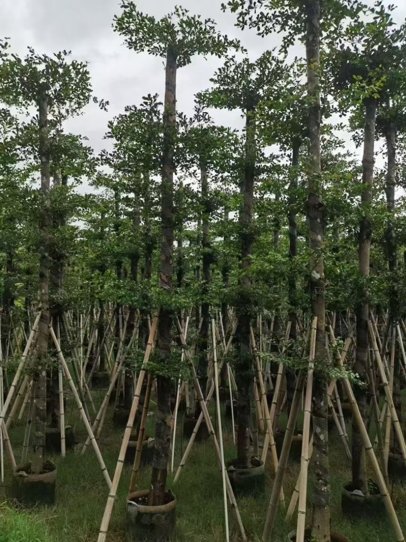 小叶榄仁10-12分