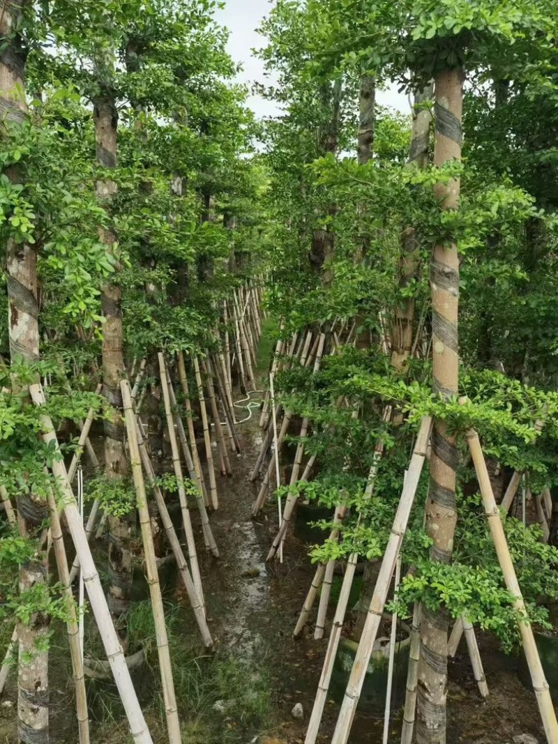 小叶榄仁10-12分