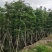 小叶榄仁10-12分