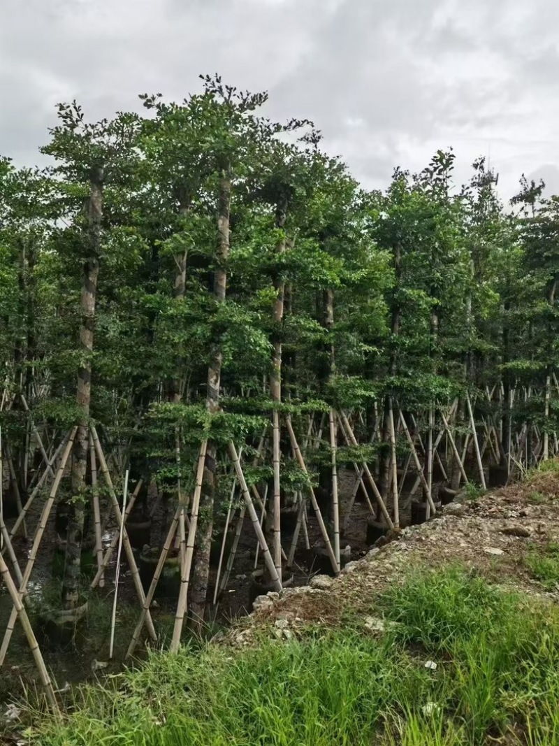 小叶榄仁10-12分