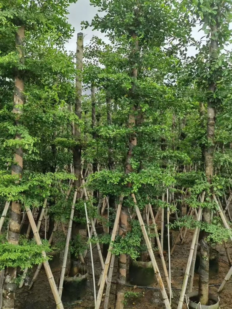 小叶榄仁10-12分
