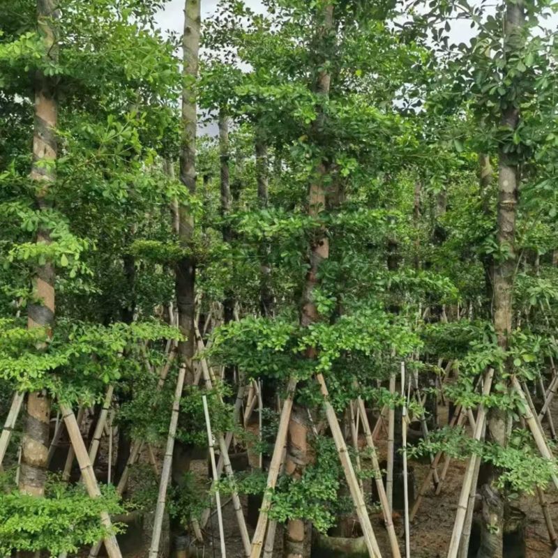 小叶榄仁10-12分