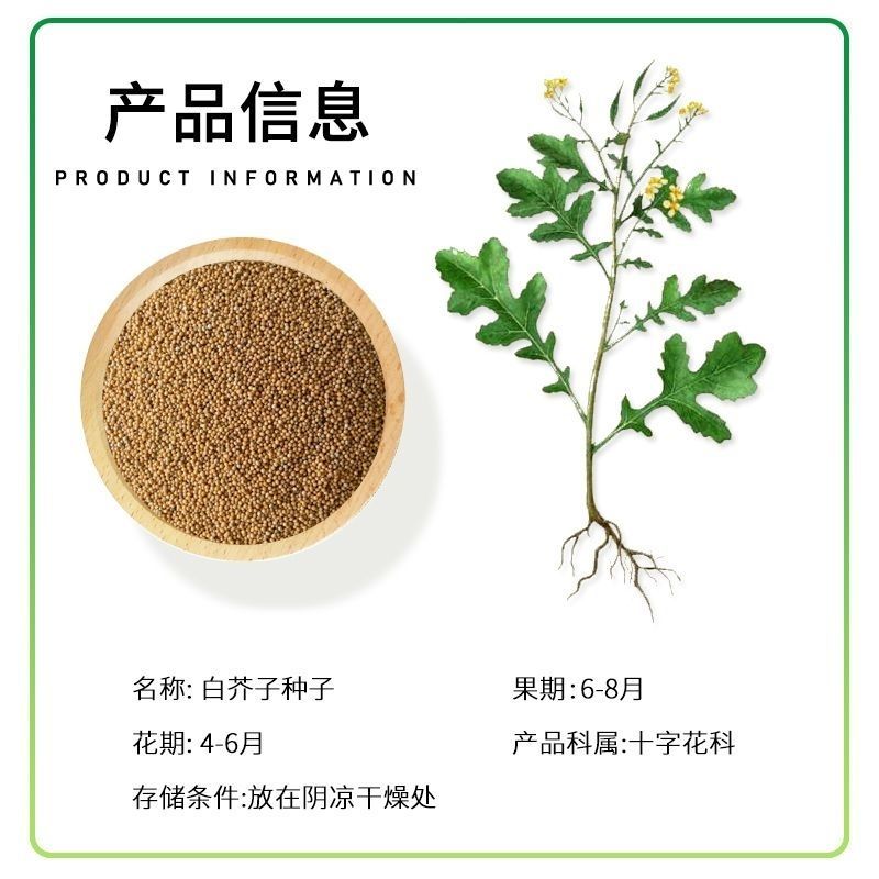 芥菜子种子白芥子种子黄芥子种子芥花种子易种花籽庭院四季辣