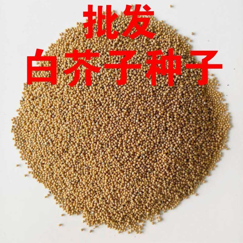 芥菜子种子白芥子种子黄芥子种子芥花种子易种花籽庭院四季辣