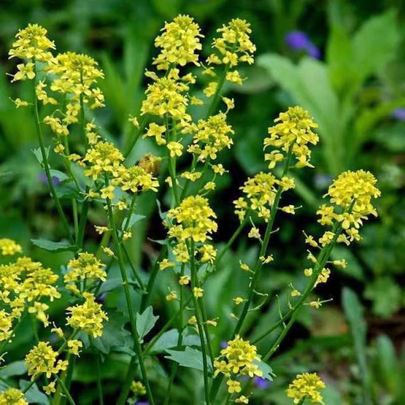 芥菜子种子白芥子种子黄芥子种子芥花种子易种花籽庭院四季辣