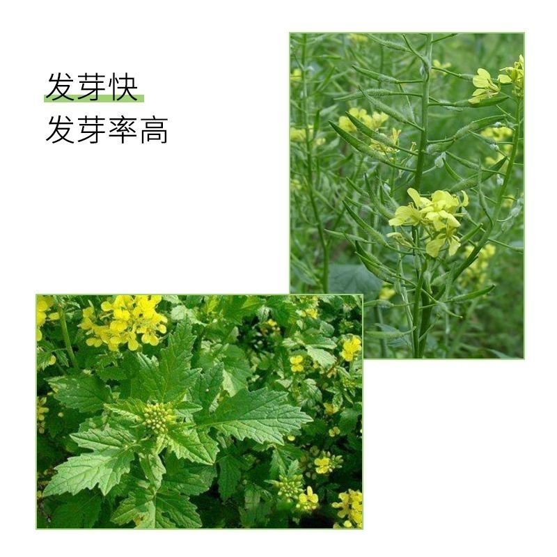 芥菜子种子白芥子种子黄芥子种子芥花种子易种花籽庭院四季辣