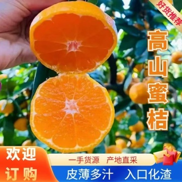高山蜜桔个大皮薄水份充足口感细腻化渣