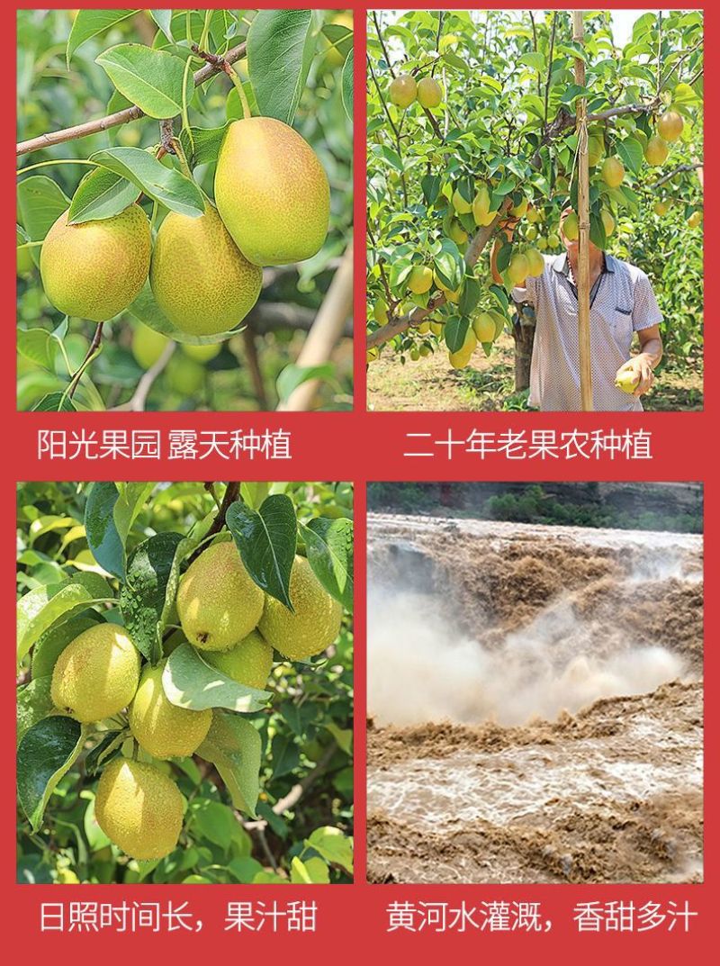 山西运城红香酥梨