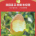 山西运城红香酥梨