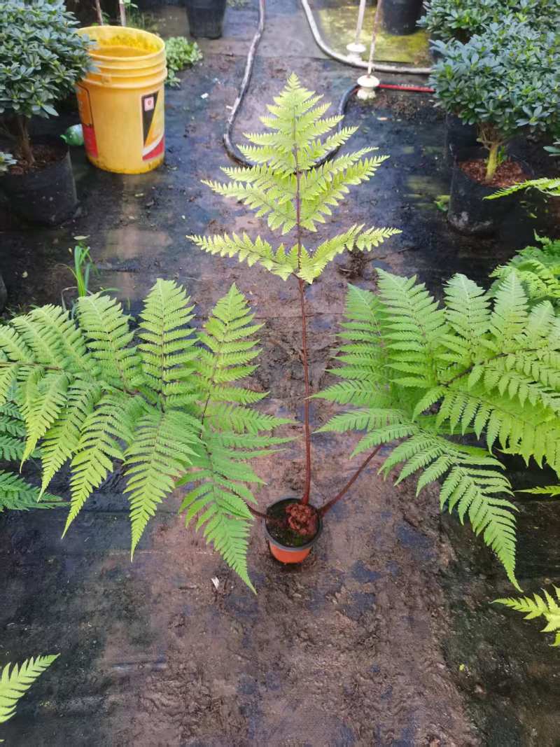 电商：红磷蕨大小规格室内外绿植花卉蕨类