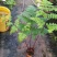 电商：红磷蕨大小规格室内外绿植花卉蕨类