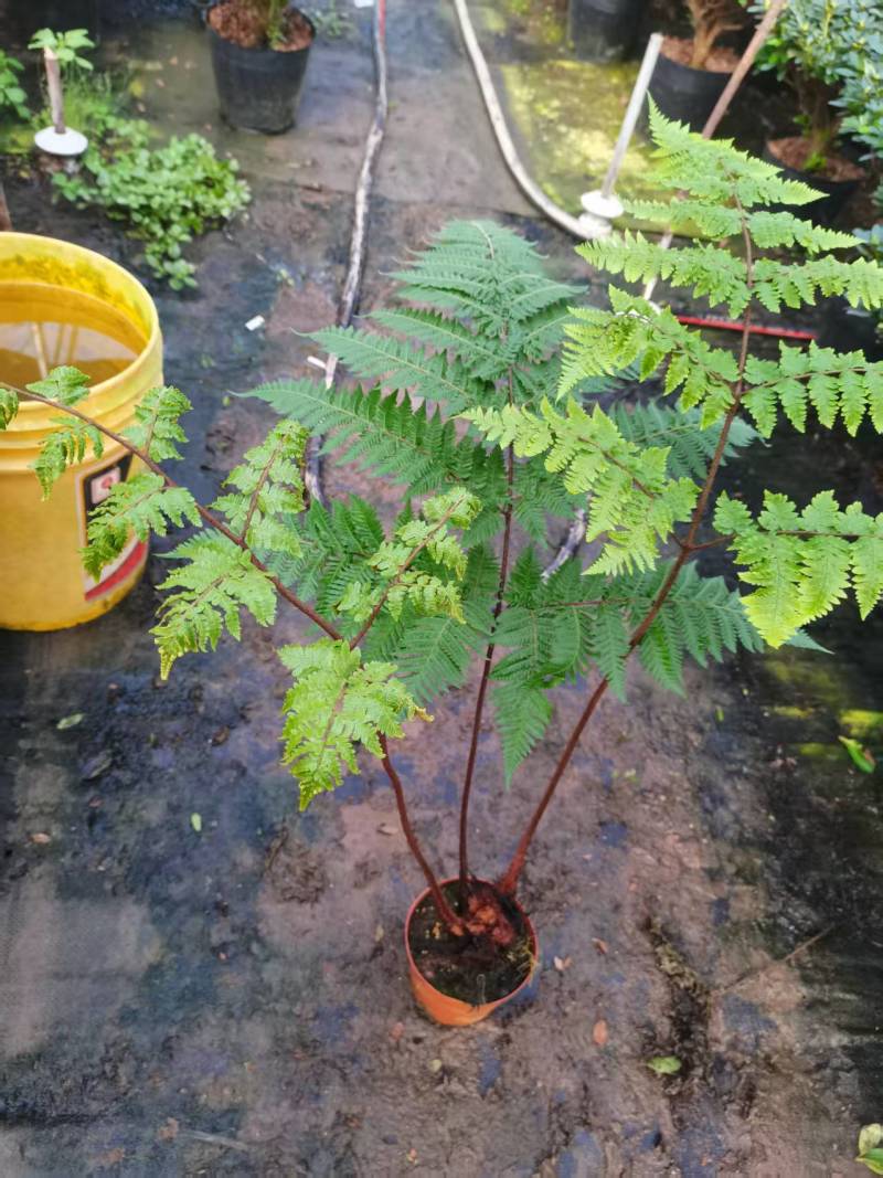 电商：红磷蕨大小规格室内外绿植花卉蕨类
