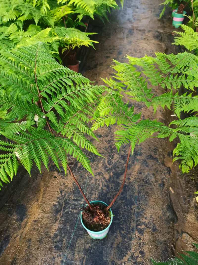 电商：红磷蕨大小规格室内外绿植花卉蕨类