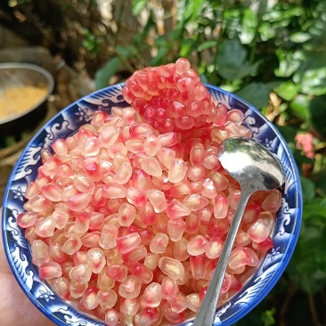 云南蒙自绿籽甜石榴预售