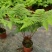 电商：红磷蕨大小规格室内外绿植花卉蕨类