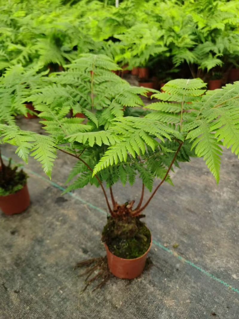 电商：红磷蕨大小规格室内外绿植花卉蕨类