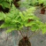 电商：红磷蕨大小规格室内外绿植花卉蕨类