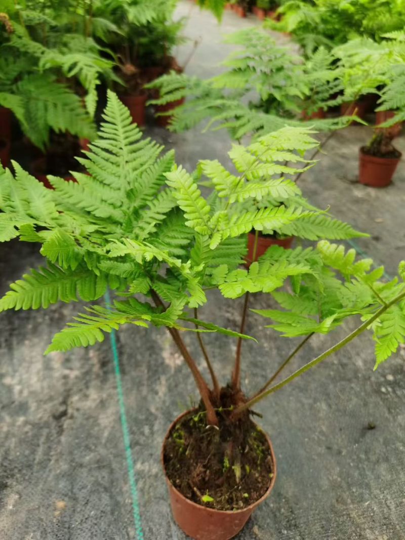 电商：红磷蕨大小规格室内外绿植花卉蕨类