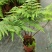 电商：红磷蕨大小规格室内外绿植花卉蕨类